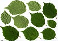 SpeciesSub: var. mandshurica